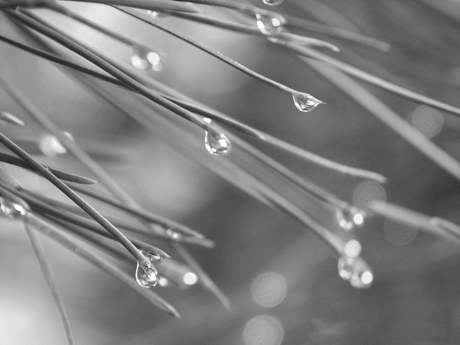Delicate Drops Photograph