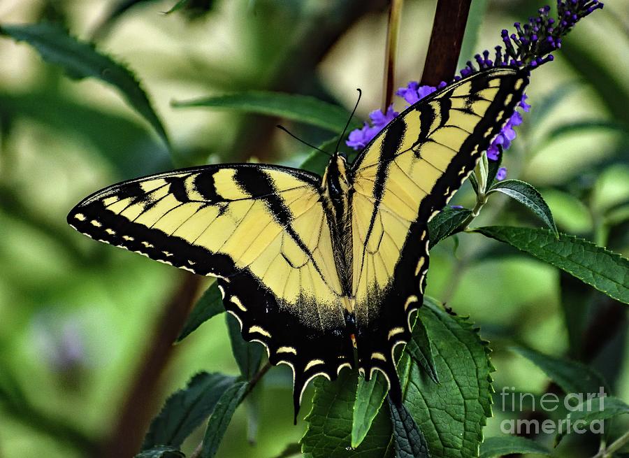 Delicate Eastern Tiger Swallowtail Photograph