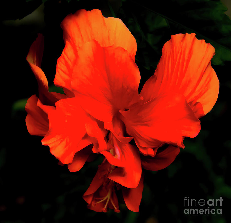 Delicate Flower Digital Art by Patti Powers