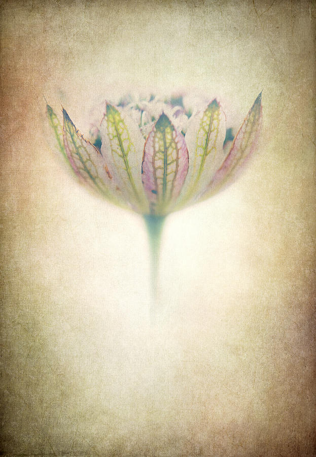Delicate Flower Digital Art by Terry Davis