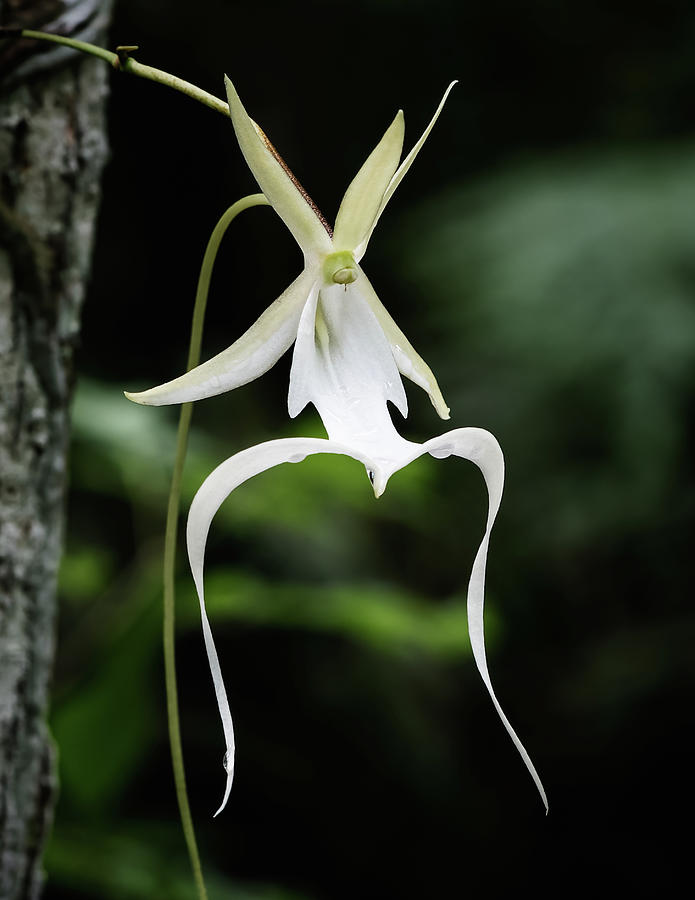 Delicate Ghost Orchid Photograph by Rudy Wilms