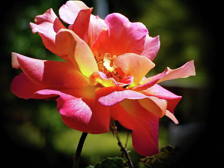 Delicate Gorgeous Pinata Rose Photograph by Lyuba Filatova
