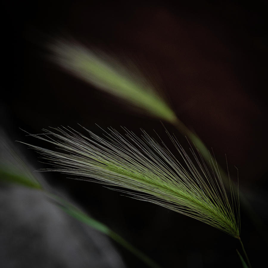 Delicate Grass Photograph by Al White