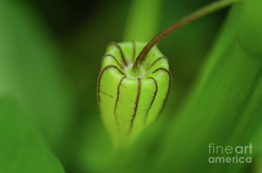 Abstract Photograph - Delicate Green by Michelle Meenawong