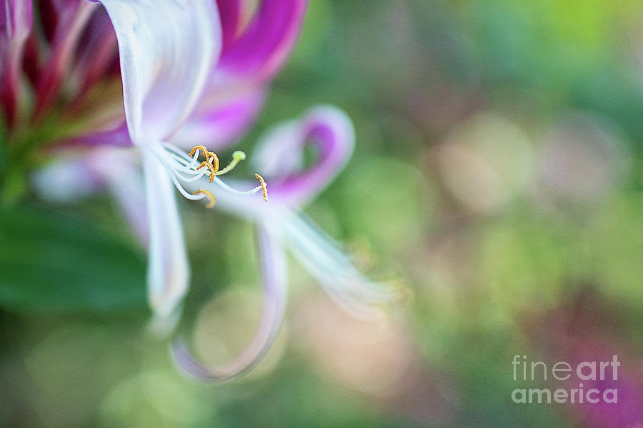 Delicate Honeysuckle Flower Photograph