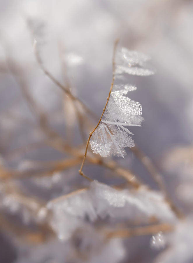 Delicate Ice Crystals on Tiny Branch by Barbara Rogers Delicate Ice Crystals on Tiny Branch by Barbara Rogers