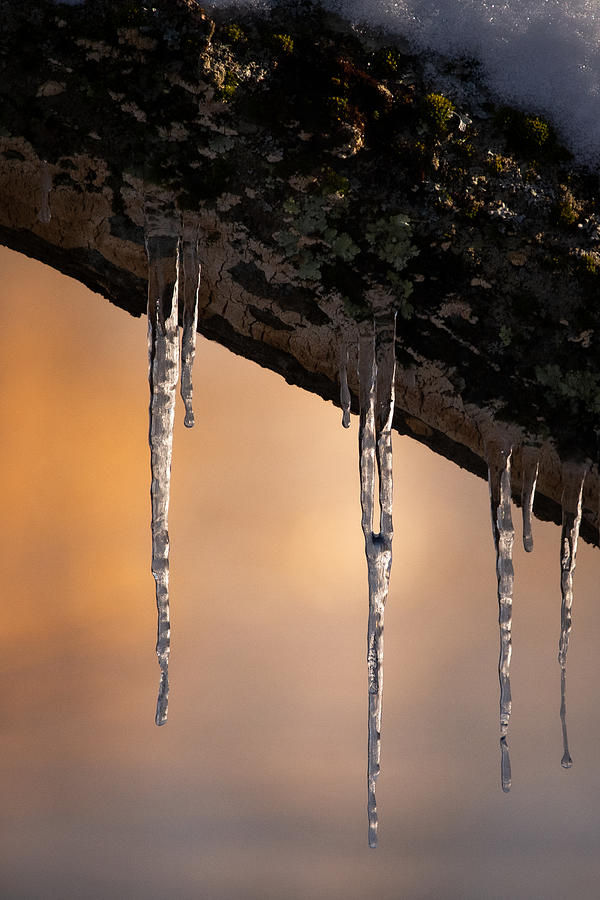 Delicate Ice Photograph by Linda Bonaccorsi