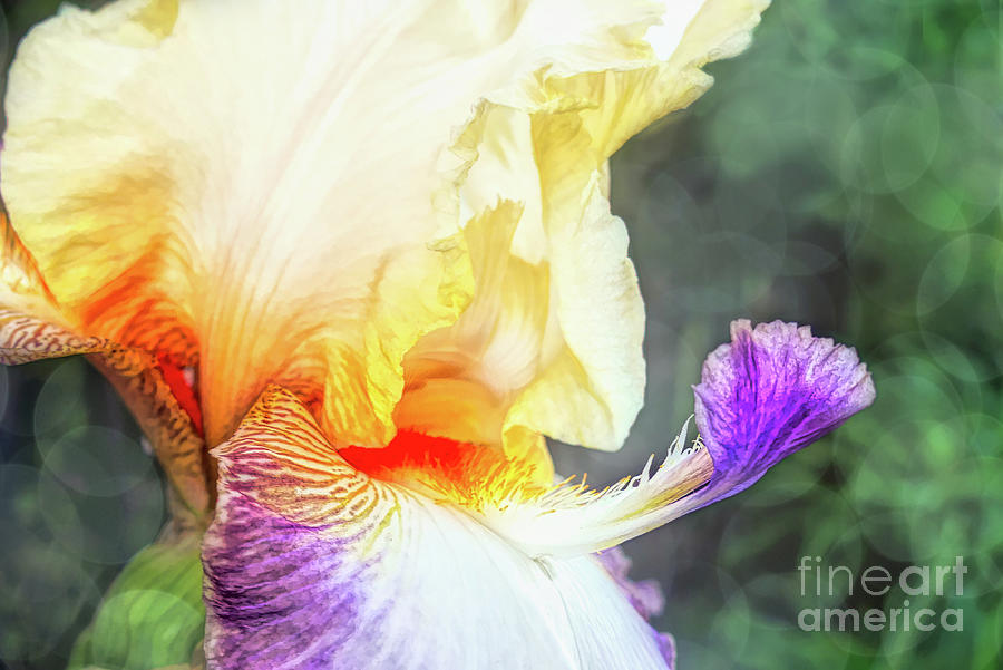 Delicate Iris Digital Art by Amy Dundon