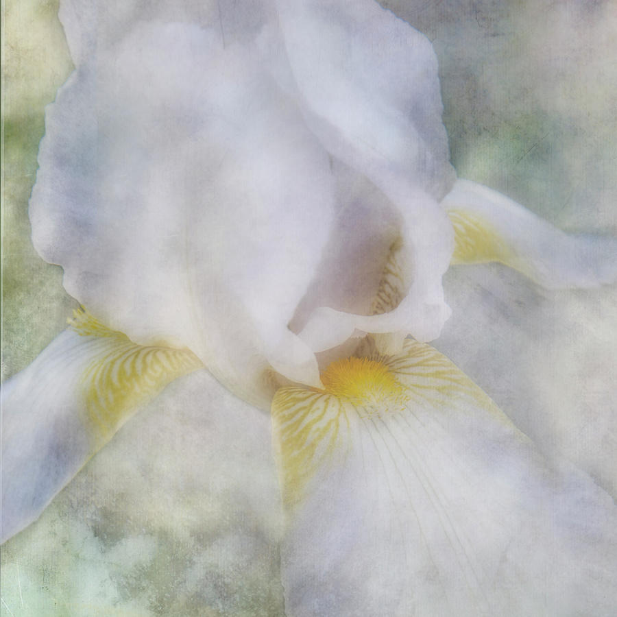 Delicate Iris Textured Photograph  Photograph by Ann Powell