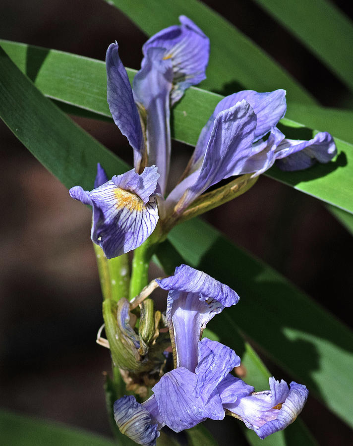 Delicate Iris Photograph by Thomas Whitehurst