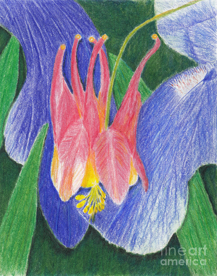 Delicate Lady - Wild Columbine Among the Irises Drawing by Conni Schaftenaar