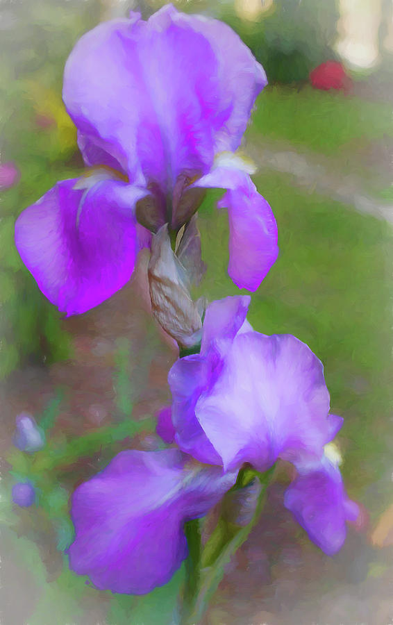 Delicate Lavender Iris Beauties Photograph by Ola Allen