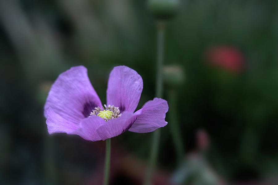 Delicate -  Lavender Poppy Flower Art Print Photograph by Lily Malor