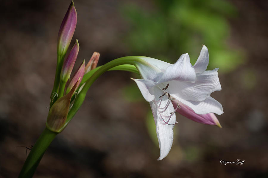 Delicate Lily Photograph by Suzanne Gaff