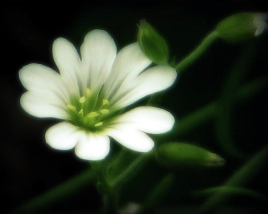 Delicate Little Flower Photograph by Amanda R Wright