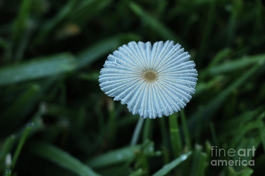 Delicate Mushroom in Grass 1305 Photograph by Jack Schultz Delicate Mushroom in Grass 1305 Photograph by Jack Schultz