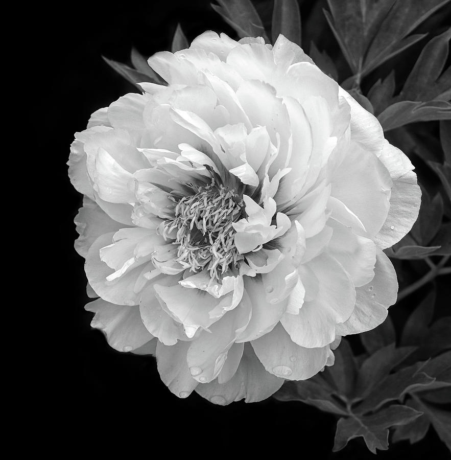 Delicate Peony Photograph by Dave Mills