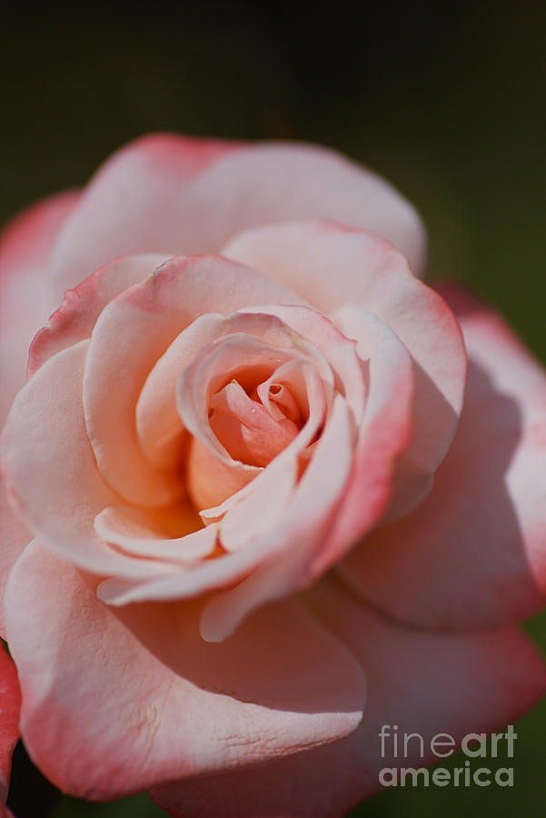 Delicate Pink And Apricot Rose  Photograph by Joy Watson