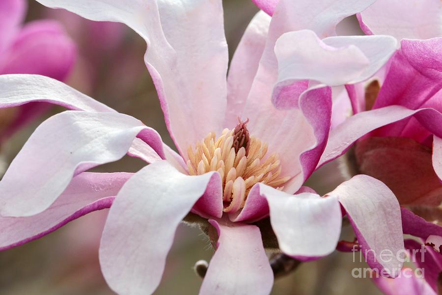 Delicate Pink Beauty Photograph by Carol Groenen
