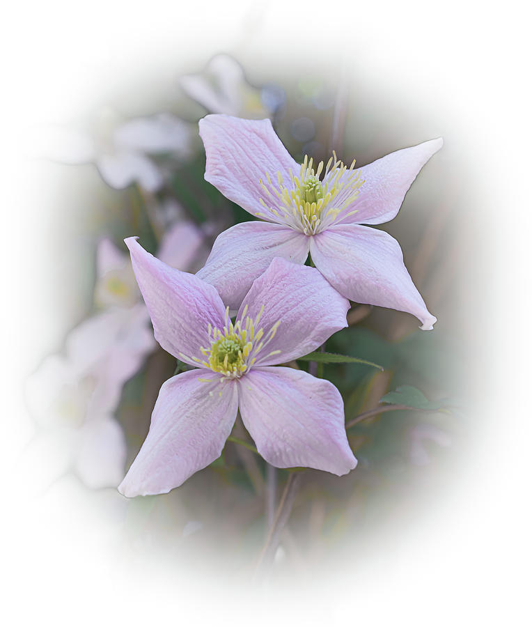 Delicate Pink Clematis Photograph by Len Bomba