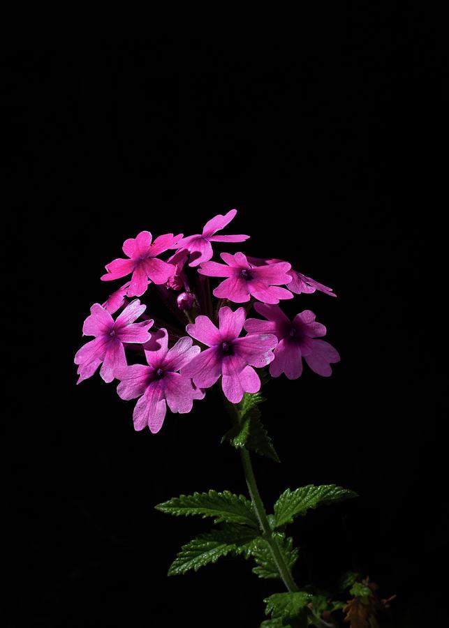 Delicate Pink Flowers Phlox Photograph