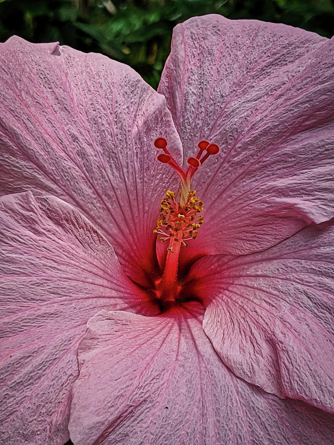 Delicate Pink Hibiscus Photograph by Portia Olaughlin