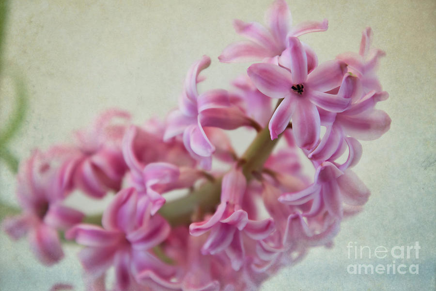 Delicate Pink Hyacinthus Photograph by Amy Dundon