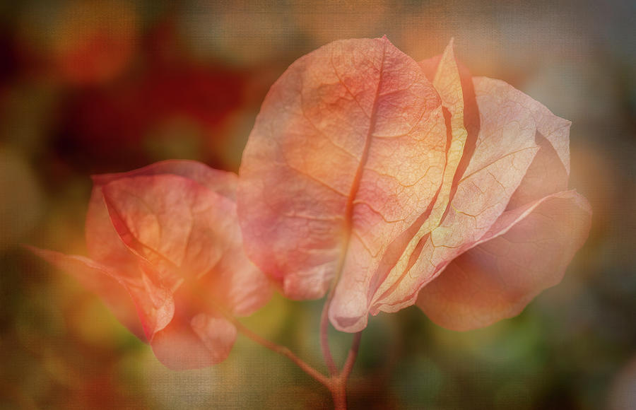 Delicate Pink Leaves Digital Art by Terry Davis