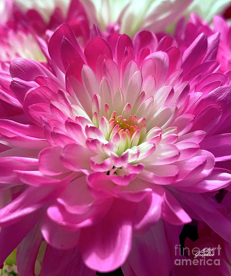Delicate Pink Mum 2 Photograph by CAC Graphics