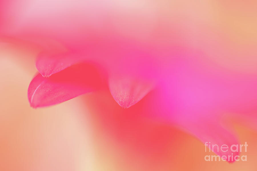 Abstract Photograph - Delicate pink flower petals by Delphimages Photo Creations