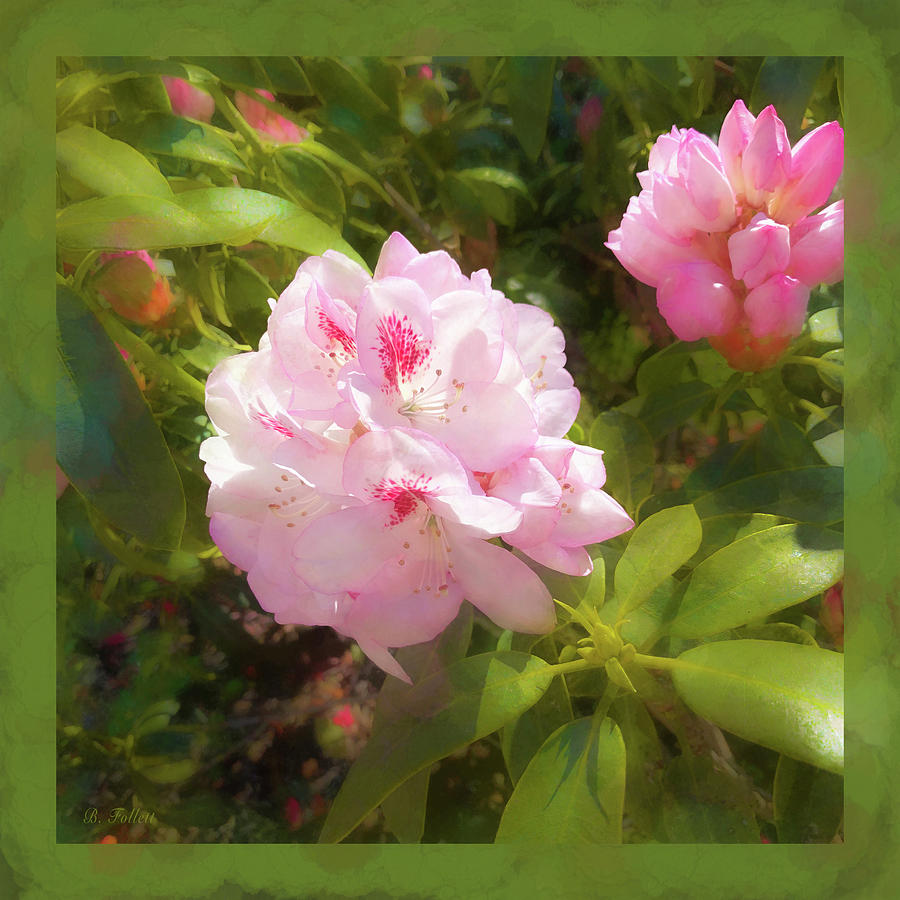 Flower Photograph - Delicate Pink Rhododendron Bloom by Bonnie Follett