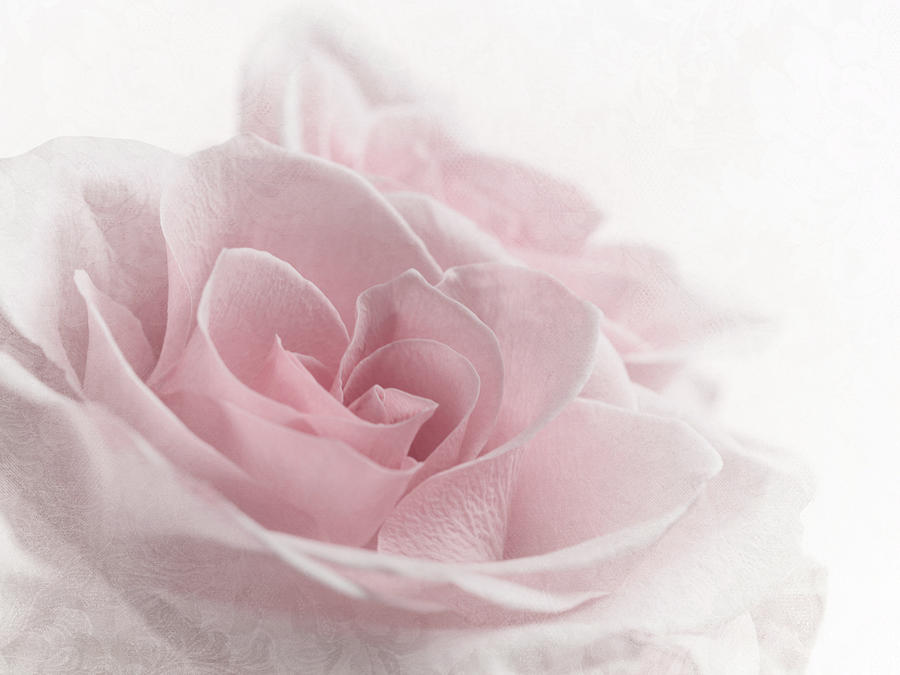 Delicate Pink Rose 1 Photograph by Lori Deiter