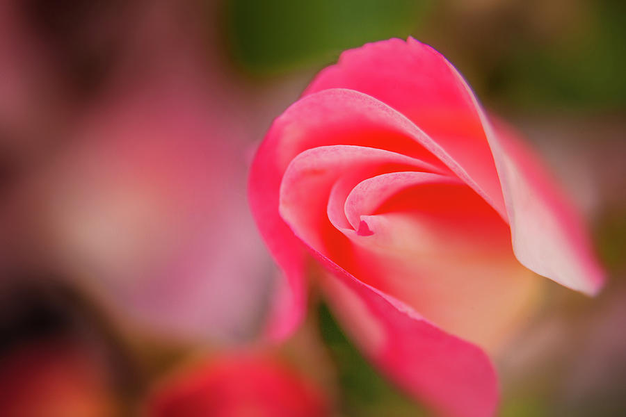 Delicate Pink Rose Photograph