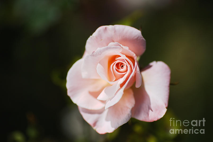 Nature Photograph - Delicate Pink Rose Bud by Joy Watson