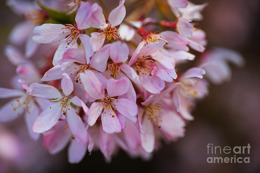 Delicate Pink Small Blossom Photograph by Joy Watson
