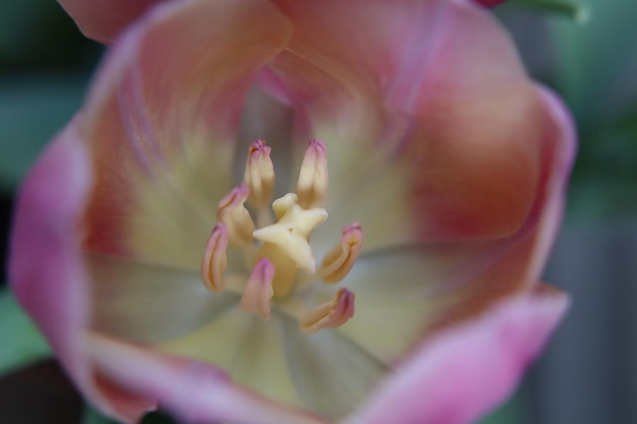Delicate Pink Tulip Photograph by CG Abrams