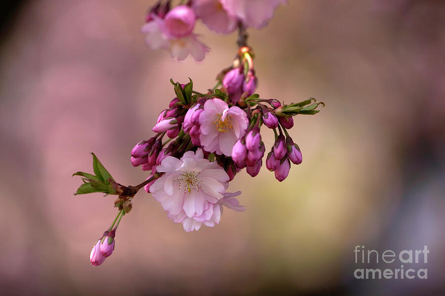 Delicate Pinks of Flowering Prunus Accolade 21 Photograph by Jenny Rainbow Delicate Pinks of Flowering Prunus Accolade 21 Photograph by Jenny Rainbow