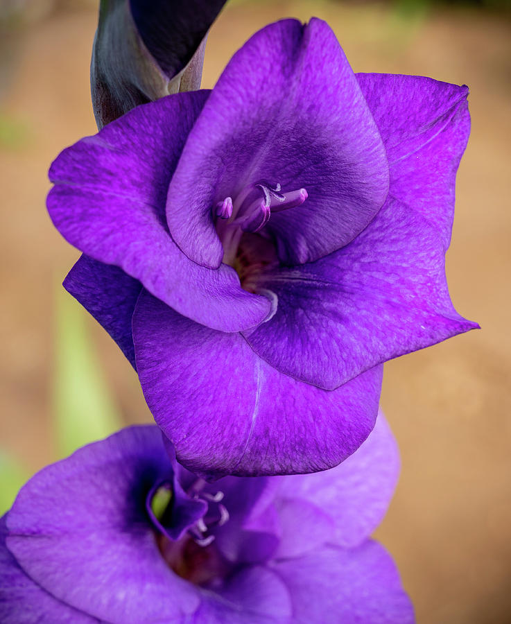 Delicate Purples Photograph by Kristopher Schoenleber