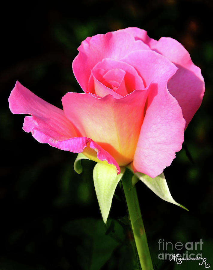 Delicate Rose Photograph by Mariarosa Rockefeller
