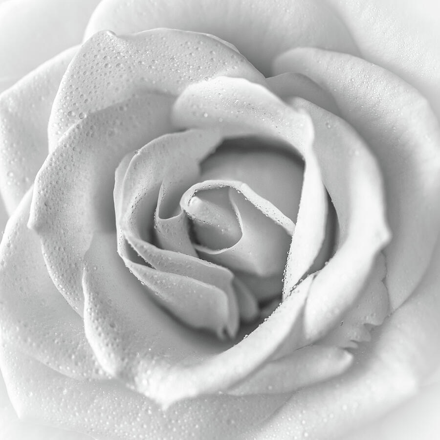 Delicate Rose Monochrome Photograph by Tanya C Smith
