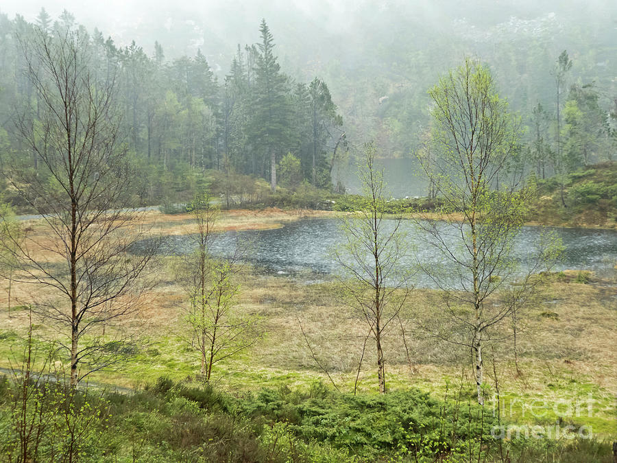 Delicate Serenity Of Spring Wonderland, Life Reviving, Norway May Photograph by Tatiana Bogracheva