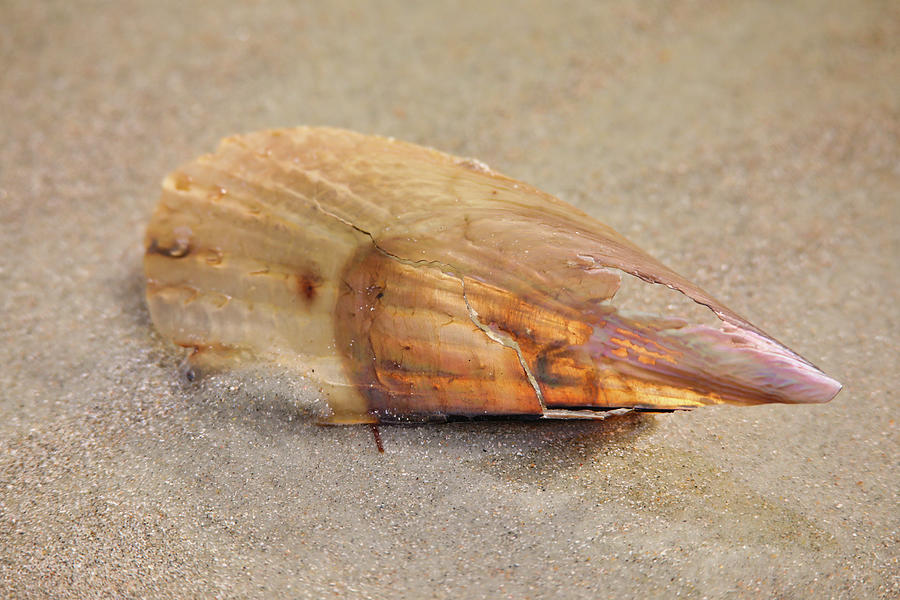 Delicate Shell Photograph by Scott Burd