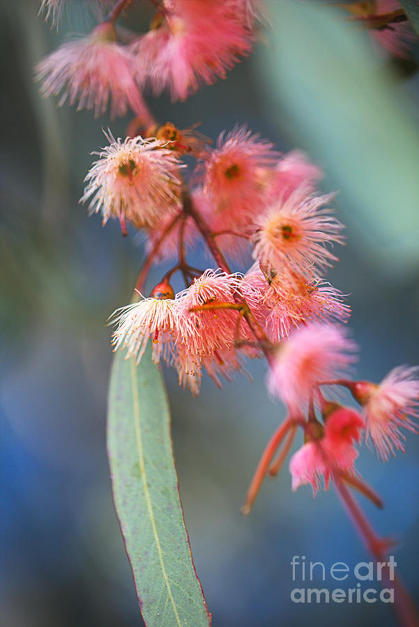 Delicate Soft Pink Eucalyptus Flowers Photograph by Joy Watson