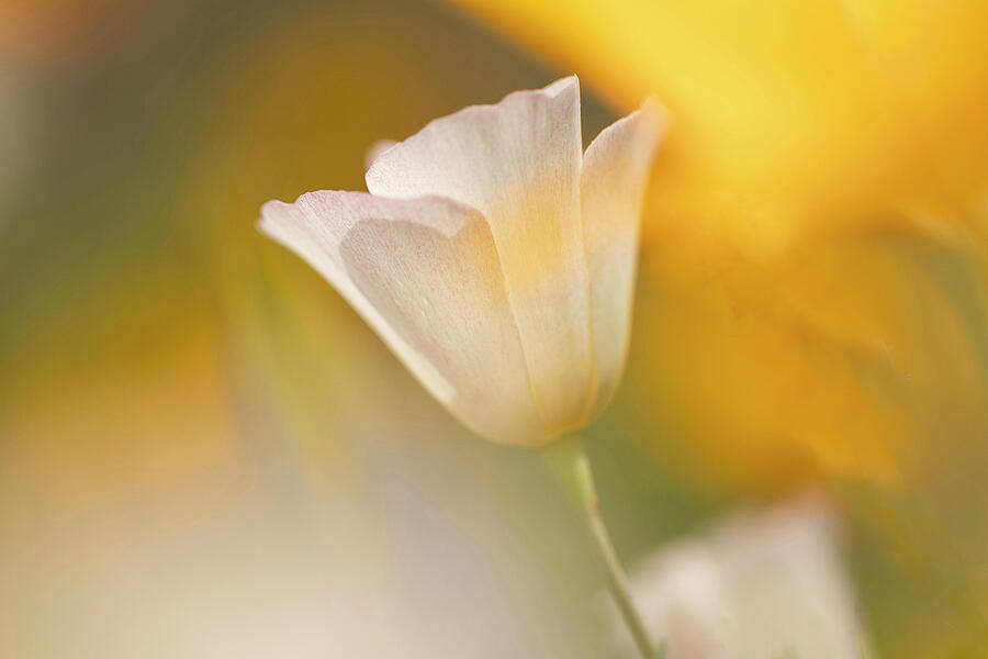 Nature Photograph - Delicate Spring Bloom by Sue Cullumber