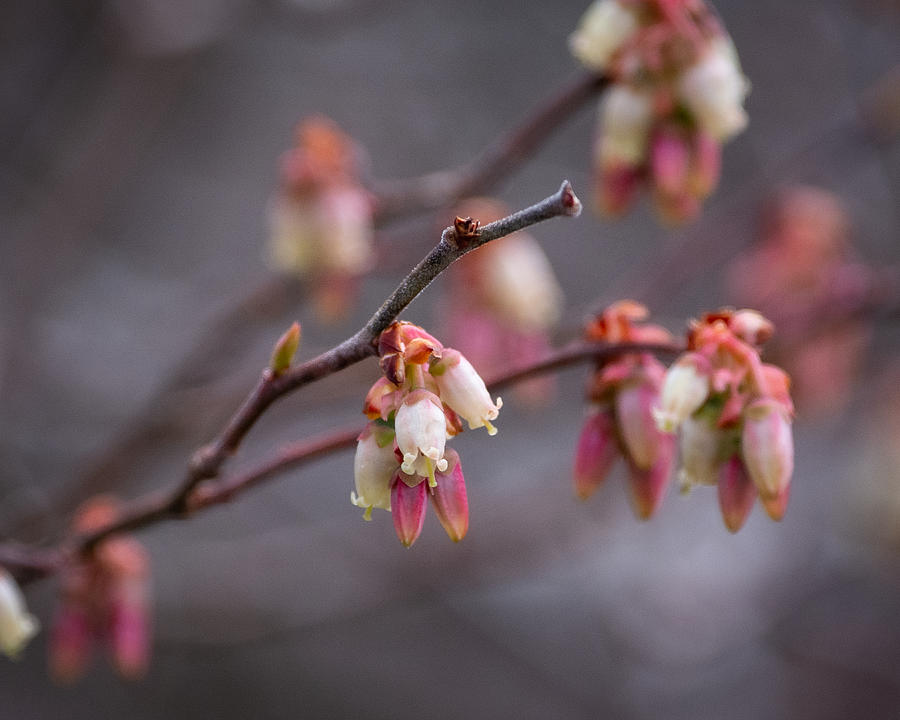 Delicate Spring Blooms Photograph by Linda Bonaccorsi