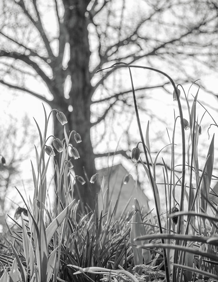 Delicate Spring Fritillaria Black and White Photograph by Rachel Morrison
