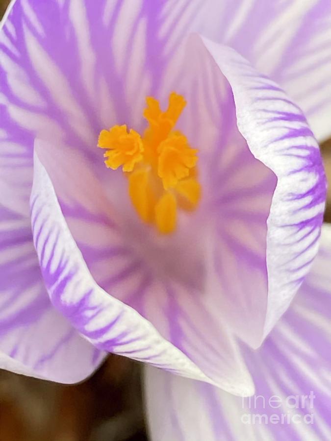 Delicate Spring Photograph by Jessica Mumford - Fine Art America