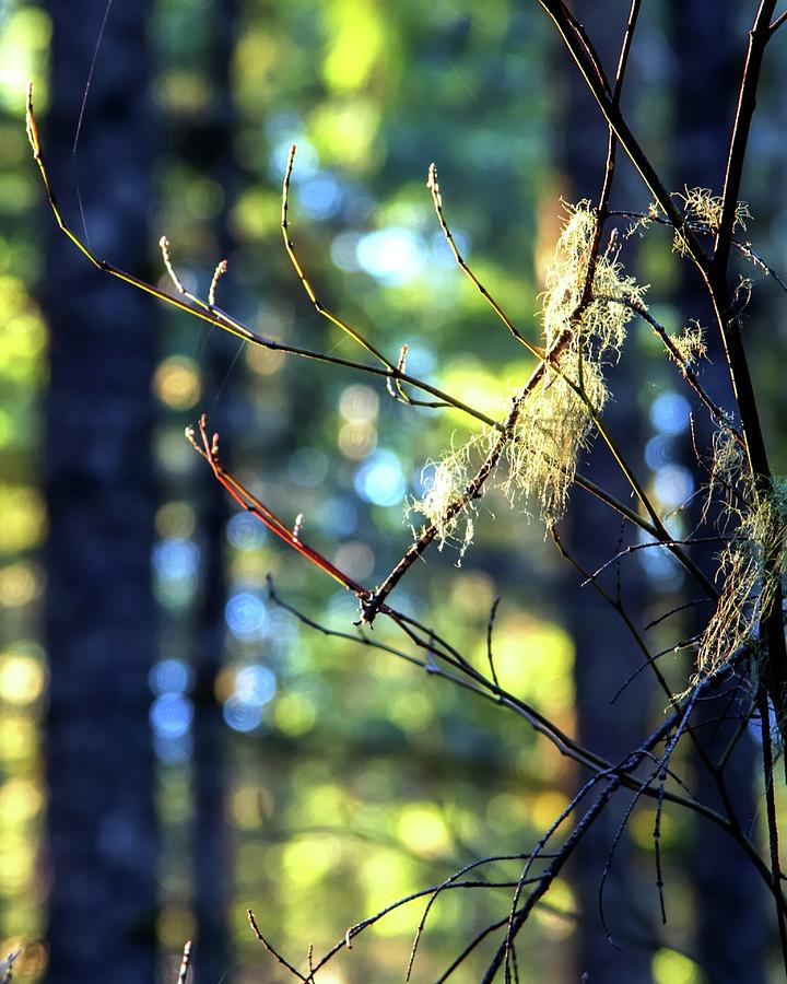 Nature Photograph - Delicate Tree Branches by Jerry Sodorff