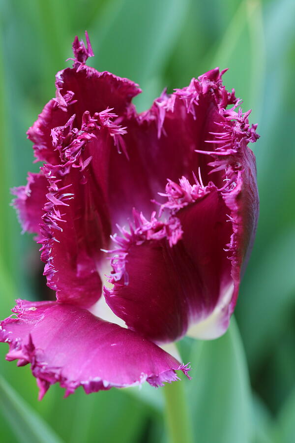 Delicate Tulip Fringe Photograph