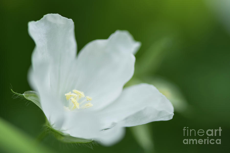 Nature Photograph - Delicate White Blossom by Nancy Gleason
